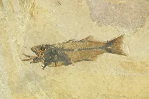 Shale: Fossil of a Fish Swallowing Another Fish