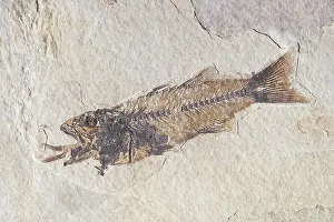 Shale: Fossil of a Fish Swallowing Another Fish