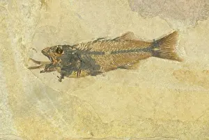Shale: Fossil of a Fish Swallowing Another Fish