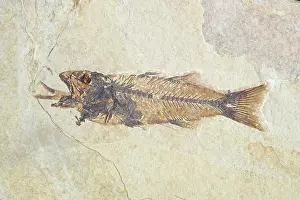 Shale: Fossil of a Fish Swallowing Another Fish