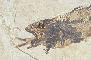 Shale: Fossil of a Fish Swallowing Another Fish