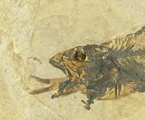 Shale: Fossil of a Fish Swallowing Another Fish