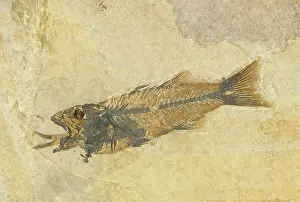 Shale: Fossil of a Fish Swallowing Another Fish