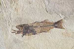 Plate: Fossil of a Fish Swallowing Another Fish