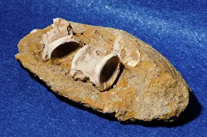 Extinction: Fossil Fish Vertebrae in Rock