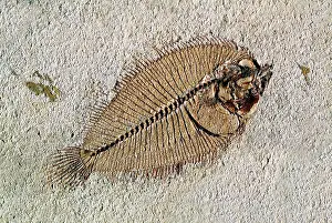 Flatfish: Fossil flatfish