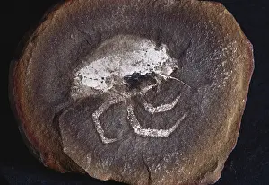 Flea: Fossil ^Flea Shrimp^