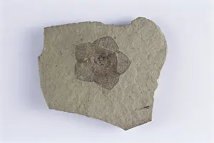 Tertiary: Fossil Flower