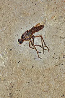 230120: Fossil Fly - Santana Formation - Brazil - Early