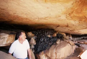 Faeces: FOSSIL - Fossilised Rock Hyrax Excreta