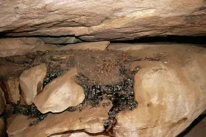 Faeces: FOSSIL - Fossilised Rock Hyrax Excreta
