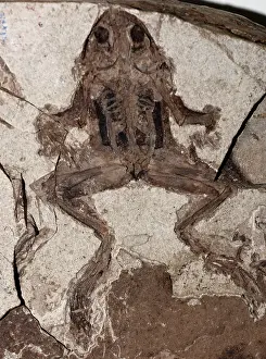 Miocene: Fossil Frog, Miocene epoch