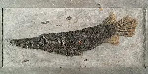 Fossilized: Fossil Gar Fish