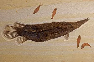 Simplex: Fossil Gar - with Knightia (smaller fish)