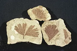 Ginkgo: Fossil Ginkgo Leaves