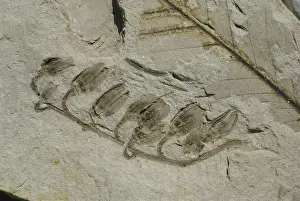 Beds: Fossil Heather Flowers