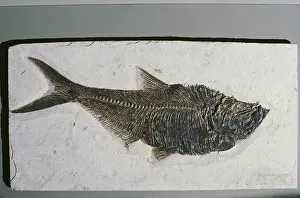 Clupeiformes: Fossil Herring