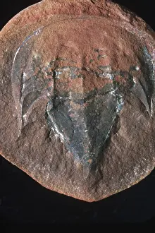 Paleozoic: Fossil Horseshoe Crab