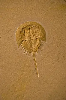 Limulus: Fossil horseshoe crab - (Limulus)