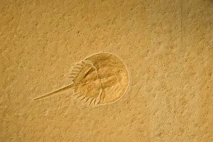 Limulus: Fossil - Horseshoe Crab. Limulus. Jurassic