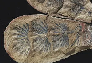 Carboniferous: Fossil Horsetail Leaves