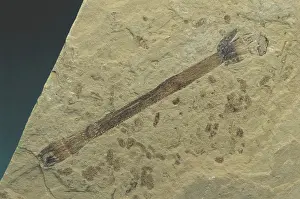 Tertiary: Fossil Horsetail Plant