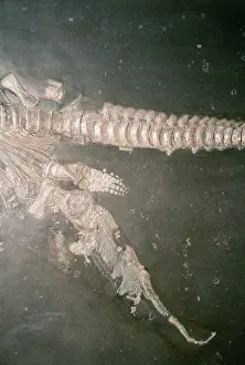 Ichthyosaur: Fossil of ICHTHYOSAUR - giving birth
