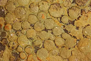 Simplex: Fossil Jellyfish - Nemiana simplex