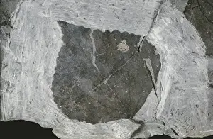 Tertiary: Fossil Katsura Leaf