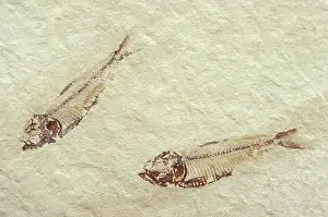 Tertiary: Fossil Knightia Fish