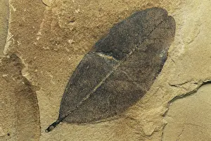 Tertiary: Fossil Leaf