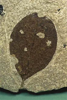 Tertiary: Fossil Leaf