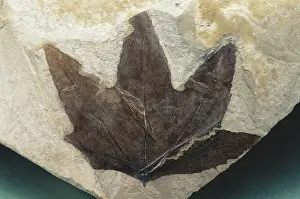 Tertiary: Fossil Leaf