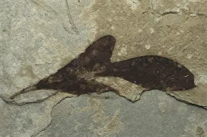 Tertiary: Fossil Leaf