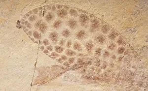 Fossilis: Fossil leaf-mimicking Katydid