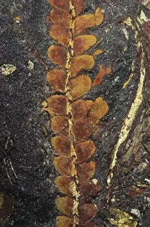Mesozoic: Fossil Leaf (Otozamites sp.)