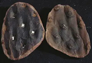 Paleozoic: Fossil Leaf Scars