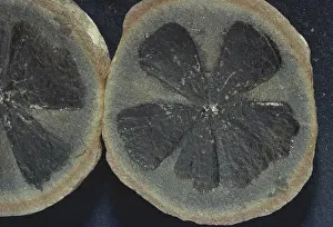 Paleozoic: Fossil Leaf Whorl