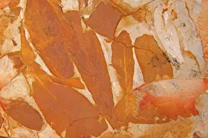 Permian: Fossil - Leaves, Permian