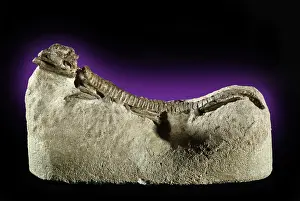 Morrison: Fossil Lizard