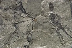 Sycamore: Fossil Lizard and Leaf