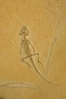 Unknown: Fossil - Lizard - Species unknown. Jurassic