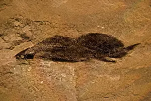 Lungfish: Fossil Lungfish - Dipnoi
