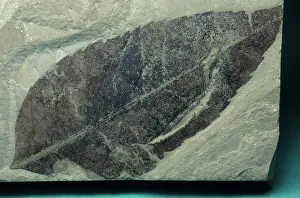 Magnolia: Fossil Magnolia Leaf