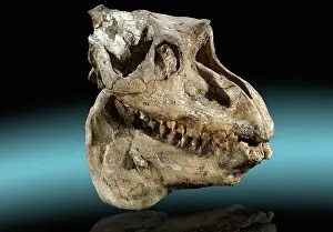 Tapir: Fossil Mammal Skull
