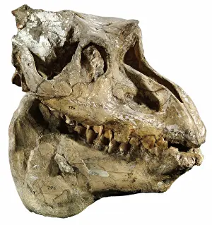 Tapir: Fossil Mammal Skull