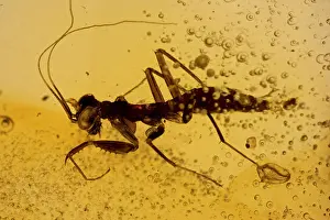 Fossil Mantis in Amber - Dominican Republlic