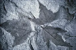 Tertiary: Fossil Maple Leaf
