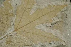 Beds: Fossil Maple Leaf