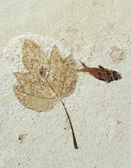 Shale: Fossil Maple Leaf with Knightia Fish